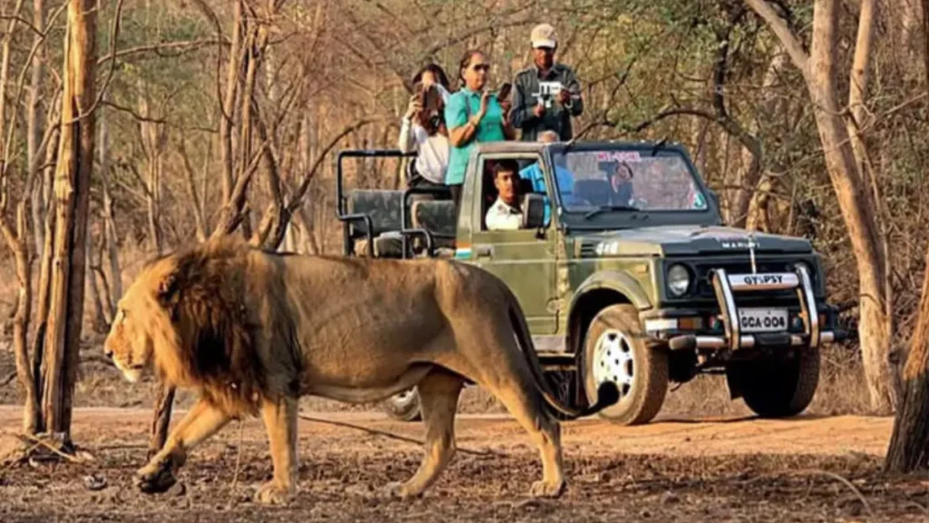 Gir National Park offers jeep safaris 