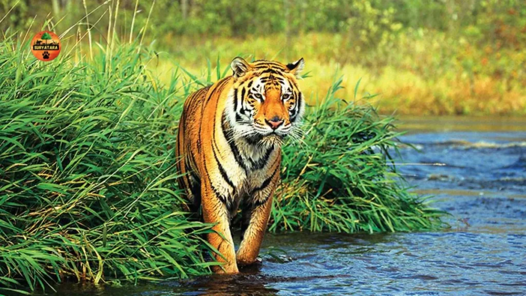 Suryatara Wildlife Sanctuary