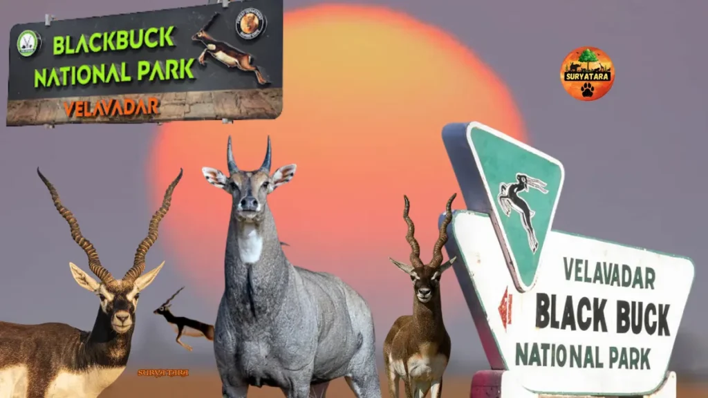 Blackbuck National Park, Velavadar