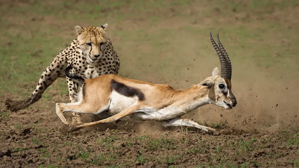 Gandhi Sagar Wildlife Sanctuary
