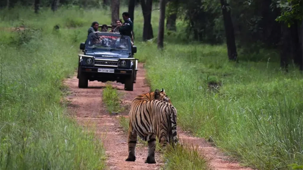 बांधवगढ़ टाइगर रिजर्व रात की सफारी