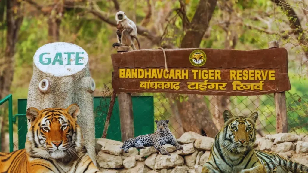 How to Reach Bandhavgarh Tiger Reserve