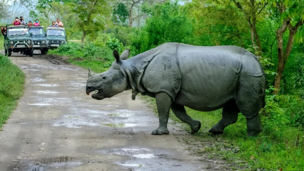 Kaziranga jungle safari timings