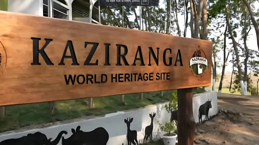 Kaziranga jungle safari timings