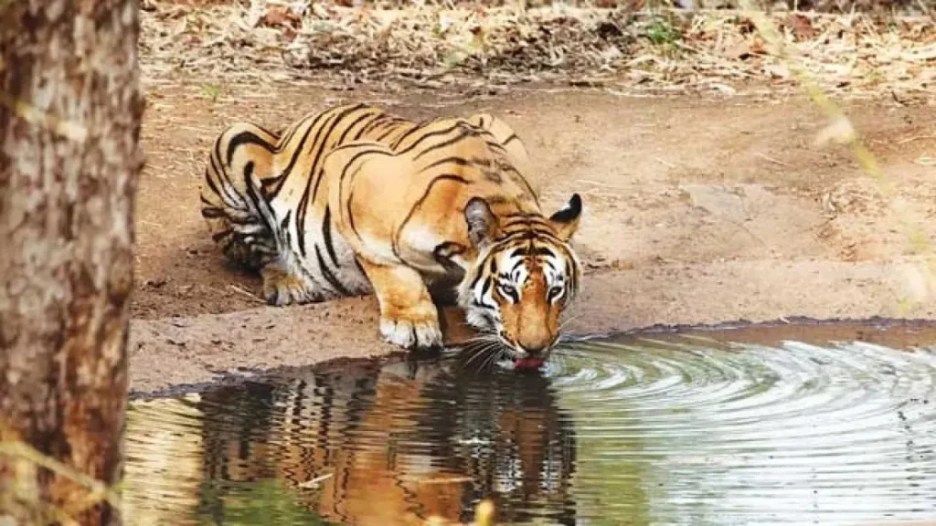 Chandoli National Park