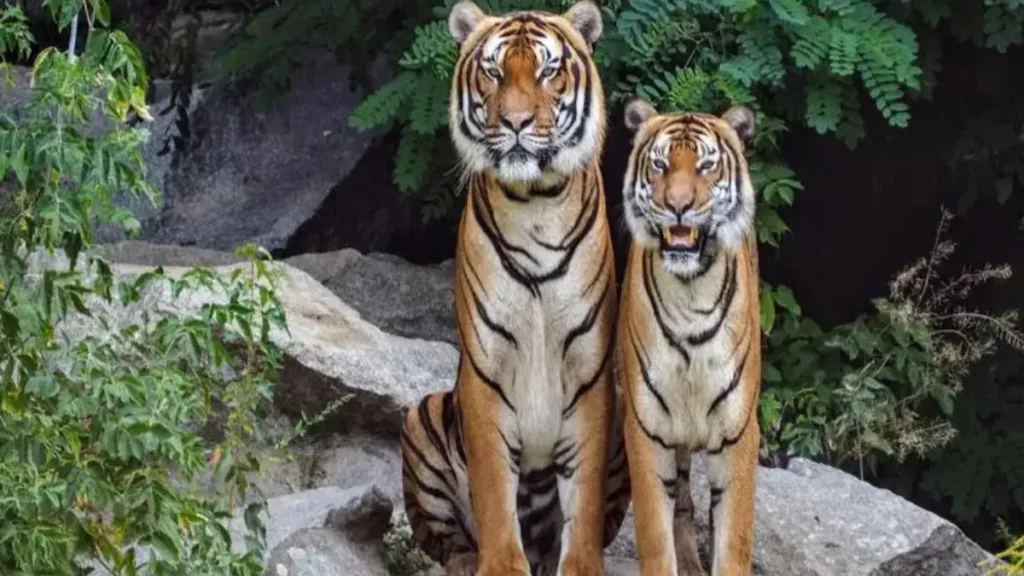 Suryatara Wildlife Sanctuary