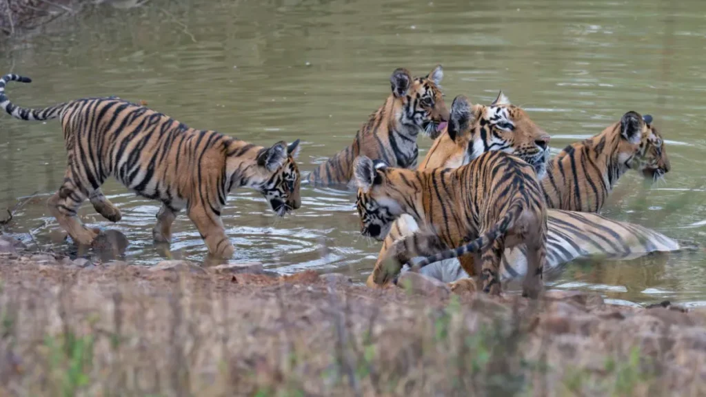 Suryatara Wildlife Sanctuary