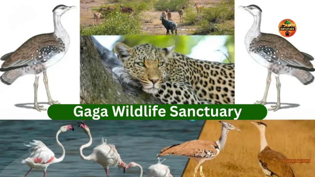 Gaga Wildlife Sanctuary