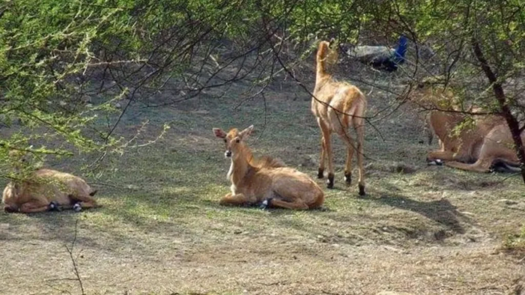 Nahargarh biological park