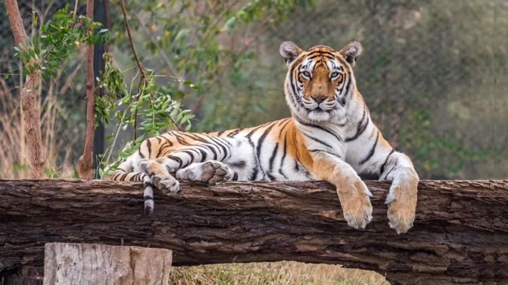 Nahargarh Biological Park