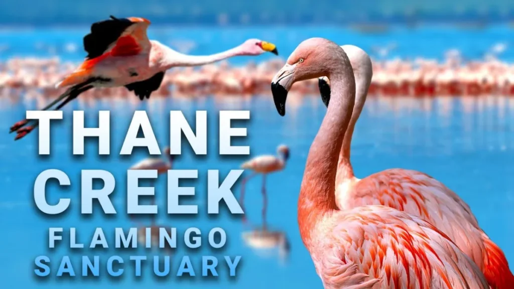 Thane Creek Flamingo Sanctuary