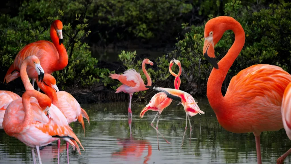 Greater Flamingo Sanctuary