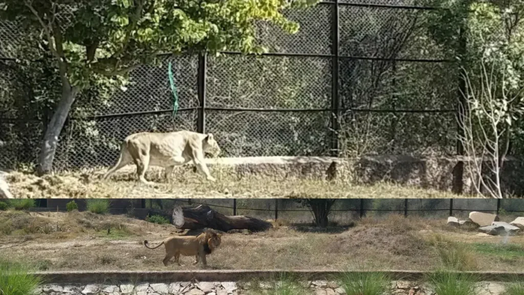 Nahargarh Biological Park