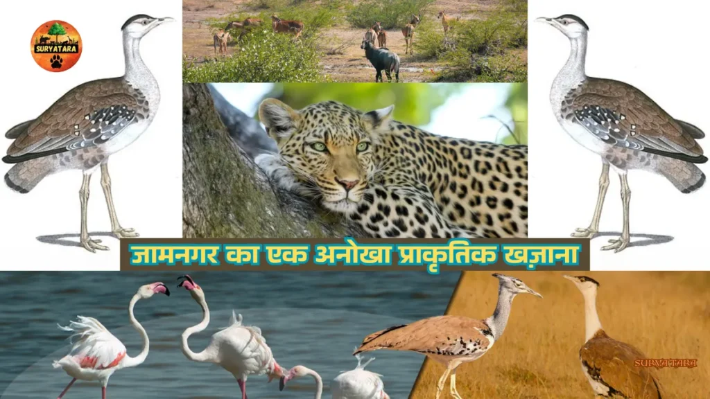 Gaga Wildlife Sanctuary