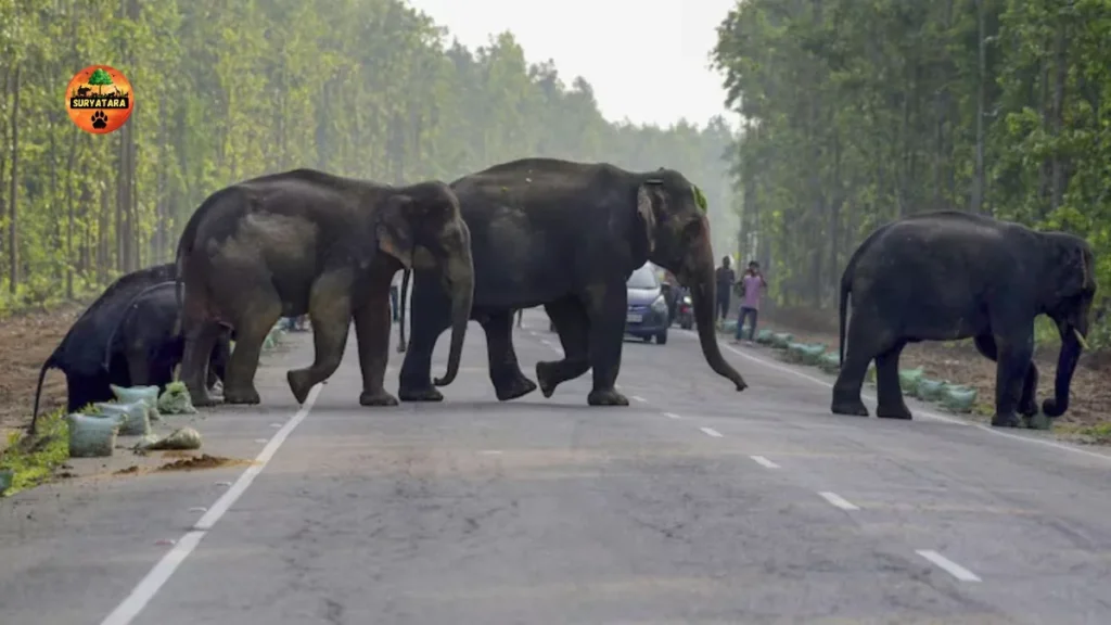 Bandhavgarh National Park