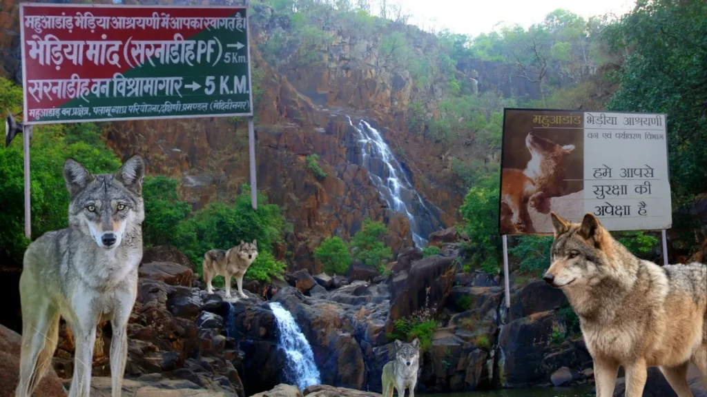 Mahuadanr Wolf Sanctuary