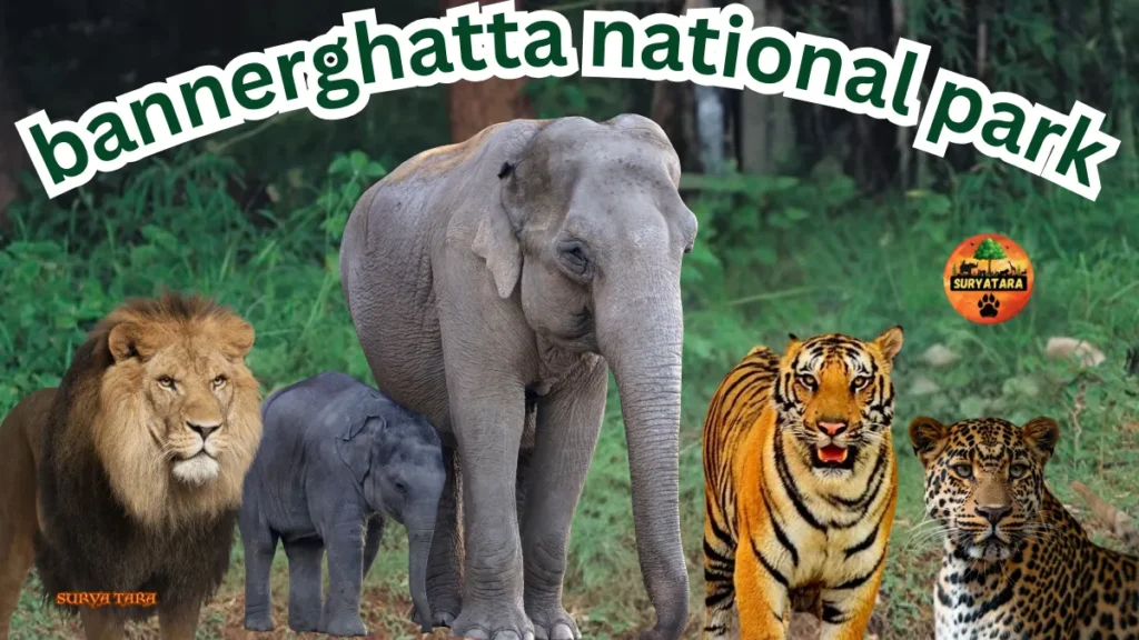 Bannerghatta National park ticket price