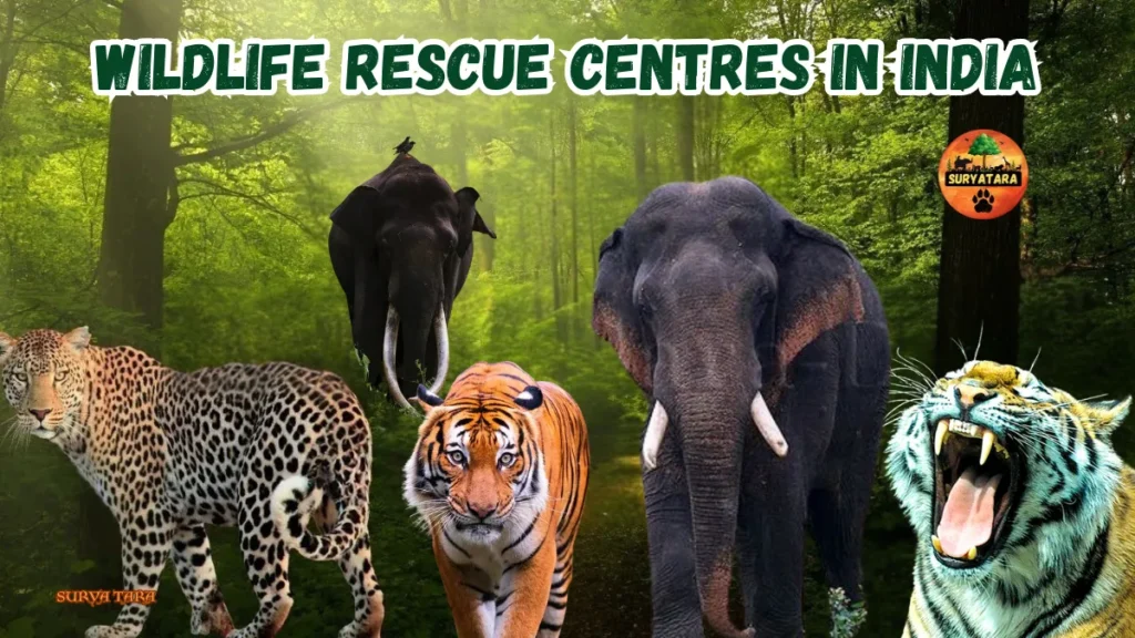 Wildlife Rescue Centres in India