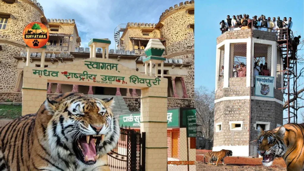 Where is Madhav Tiger Reserve located