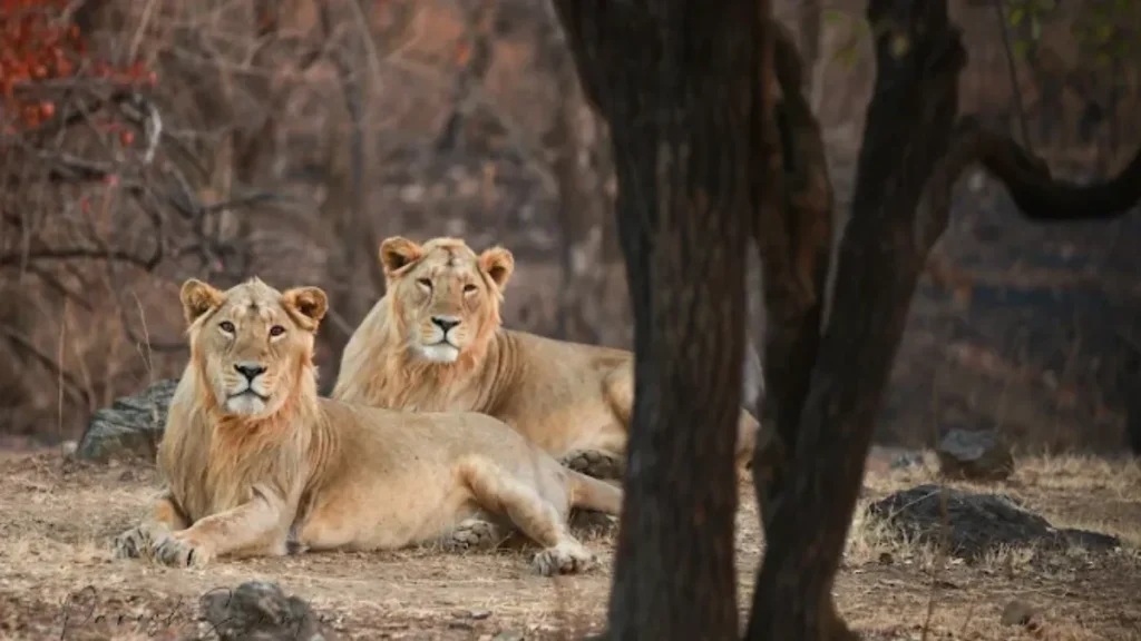 Gir National Park