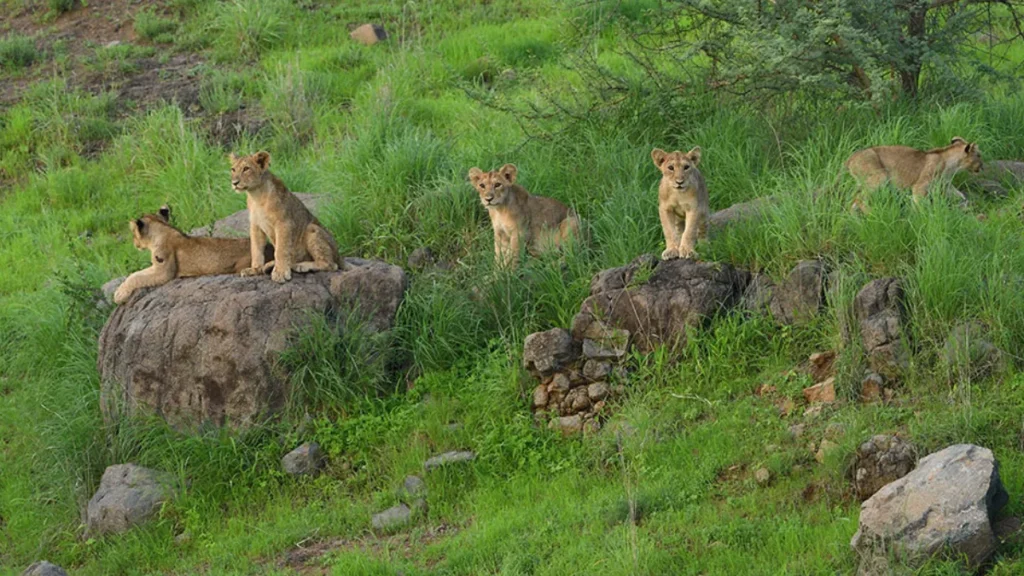 Gir Jungle