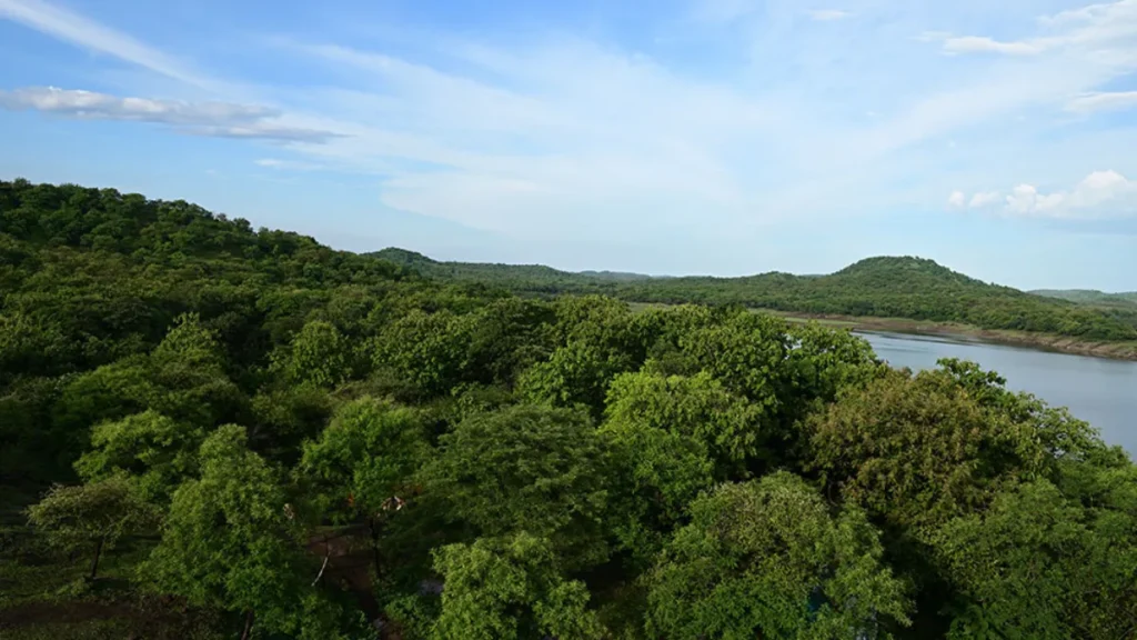 Gir Jungle
