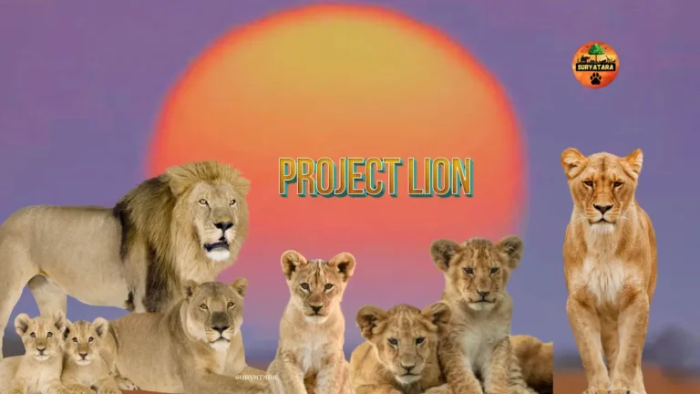 Project Lion