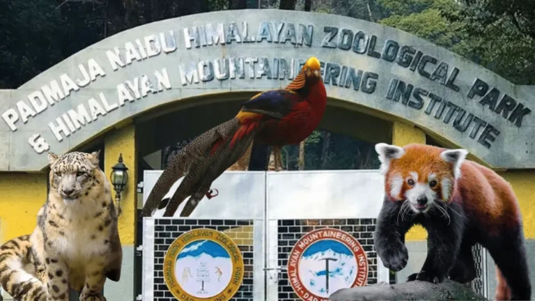 Darjeeling Zoo Ticket Price