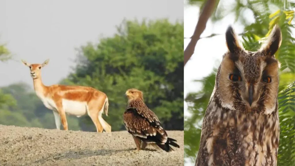 Tal Chhapar Sanctuary