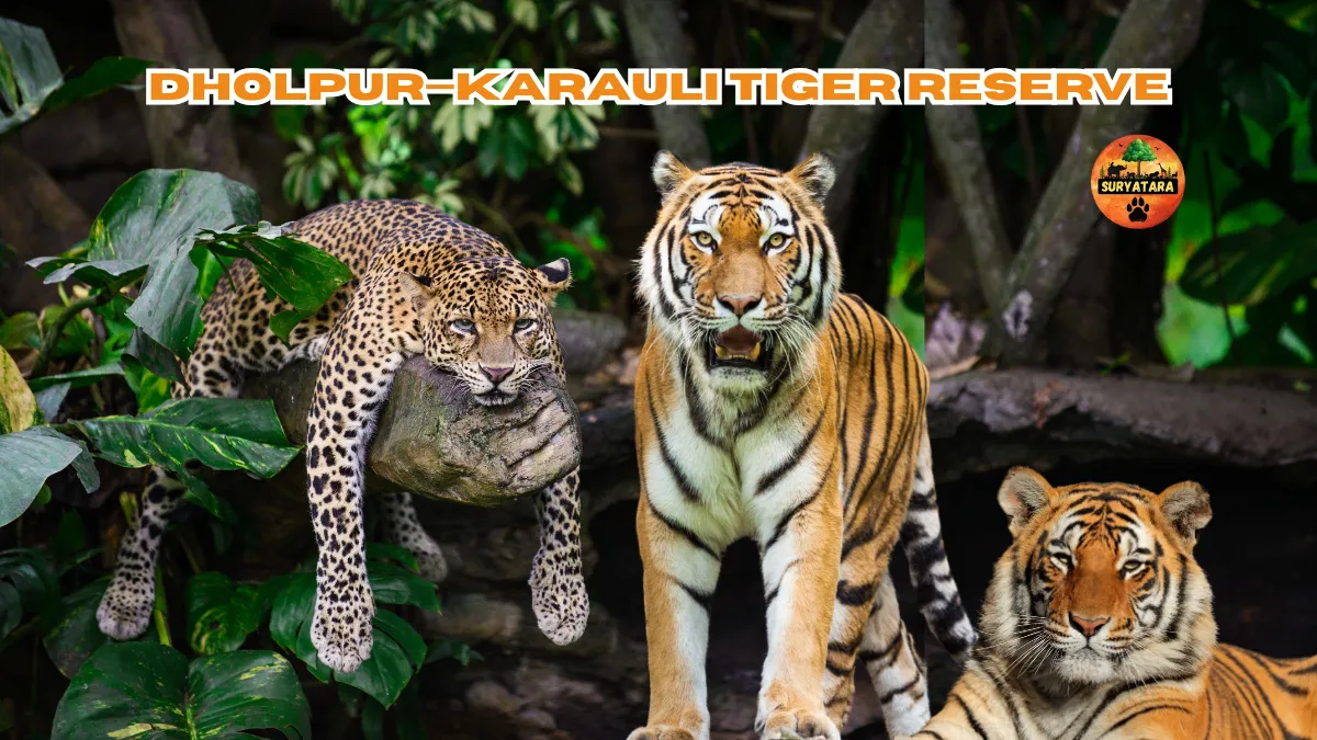Dholpur—Karauli Tiger Reserve