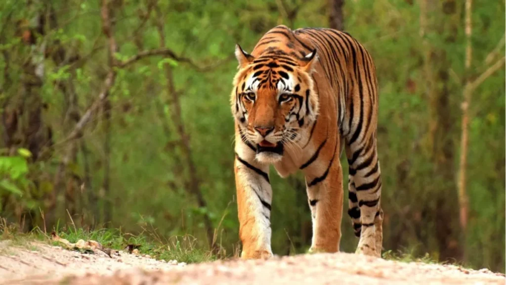 Dholpur—Karauli Tiger Reserve