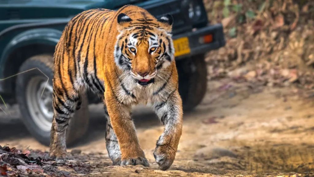 Dholpur—Karauli Tiger Reserve