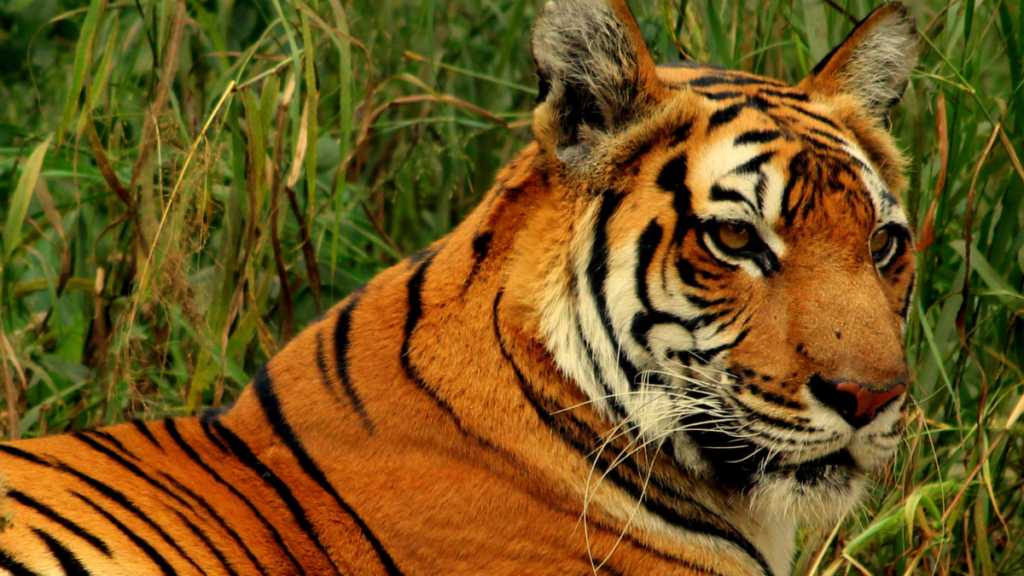 what is project tiger
