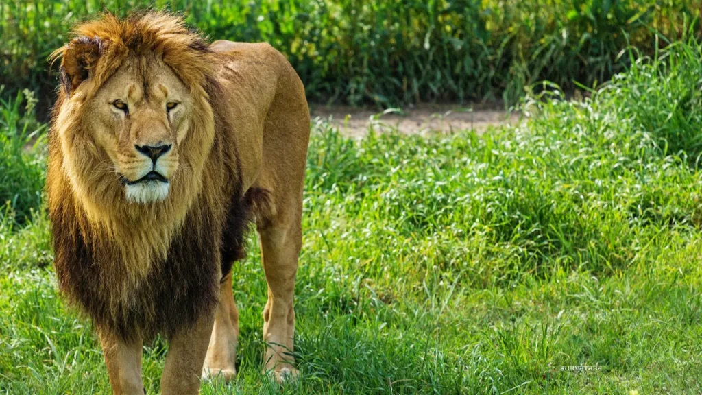 Project Lion