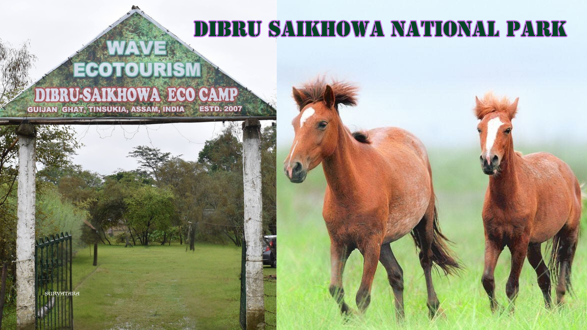 Dibru Saikhowa National Park