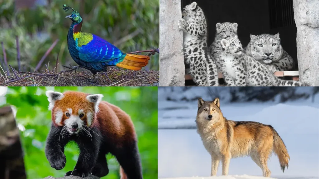 Padmaja Naidu Himalayan Zoological Park