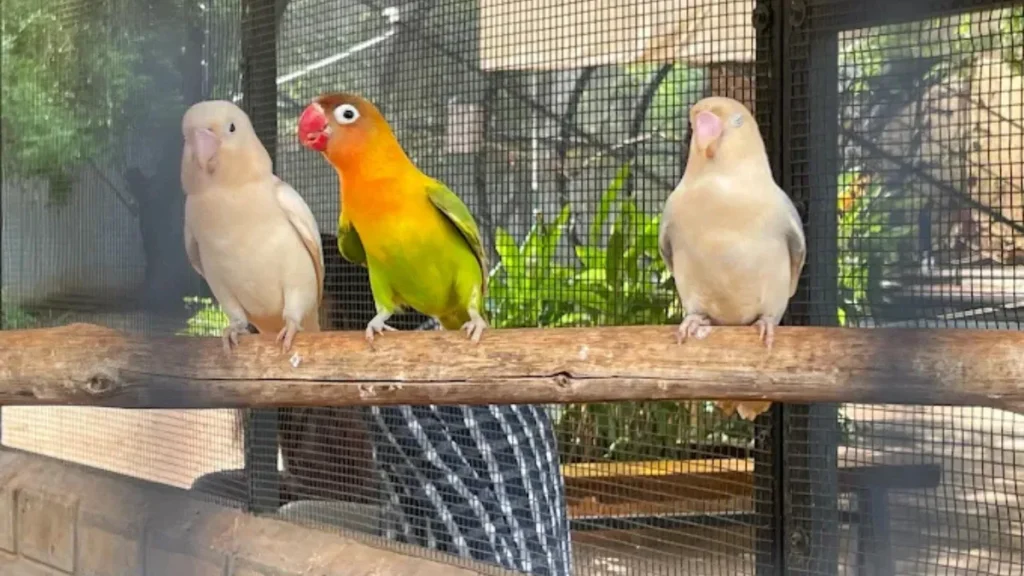 Rajali Birds Park Location