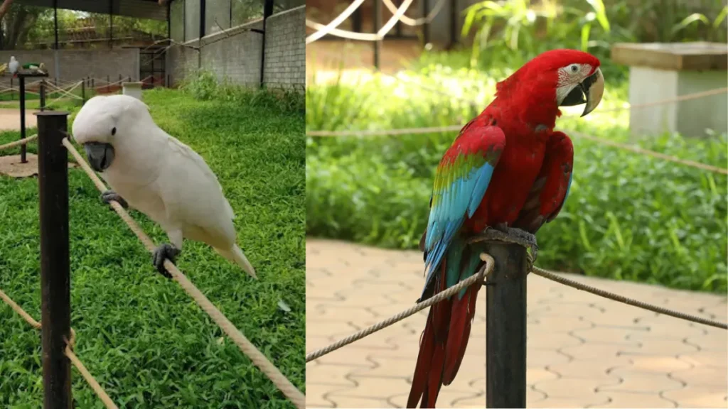 Rajali Birds Park Location