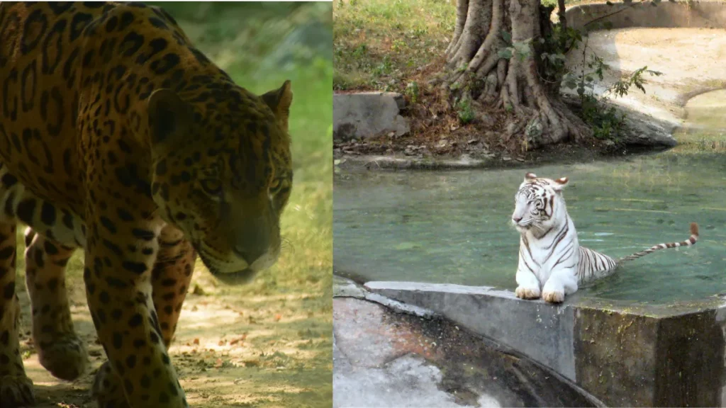 National Zoological Park Delhi