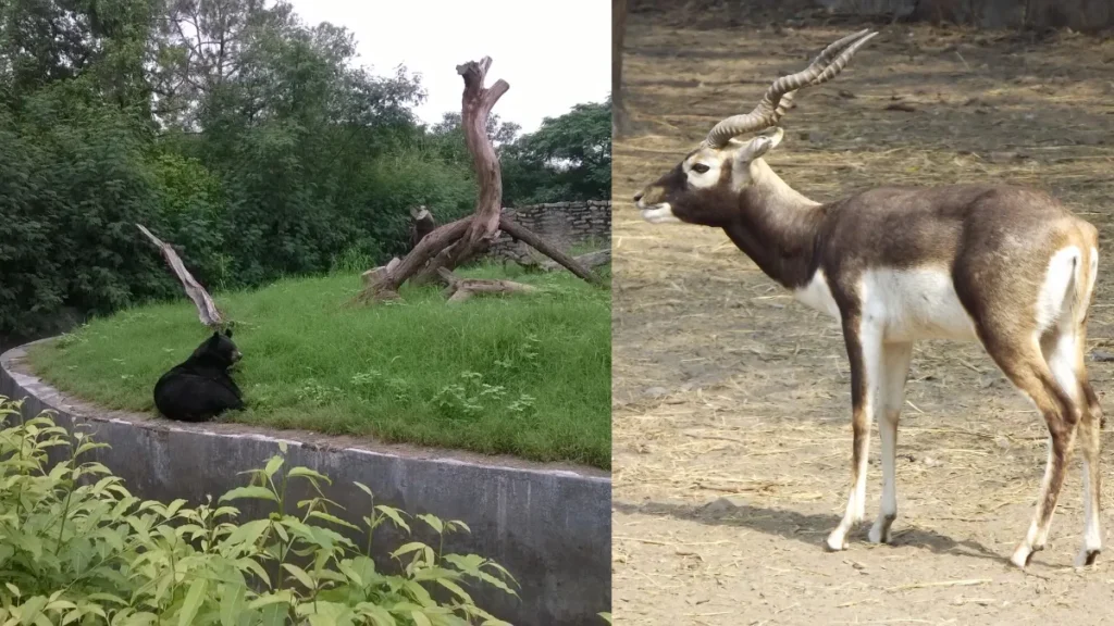 National Zoological Park Delhi