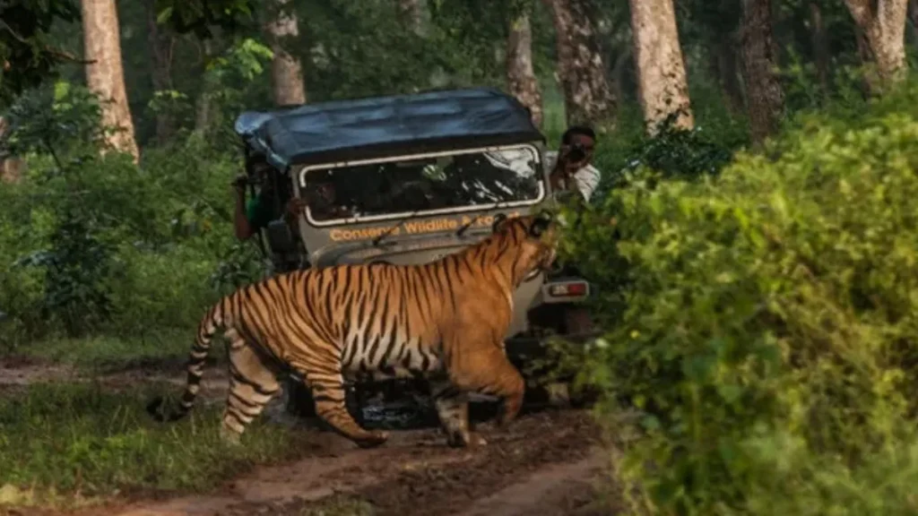 Bhadra Wildlife Sanctuary Timings