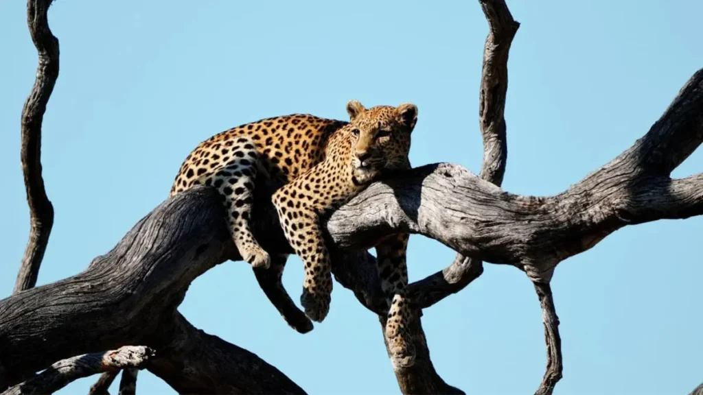 Bhadra Wildlife Sanctuary Timings