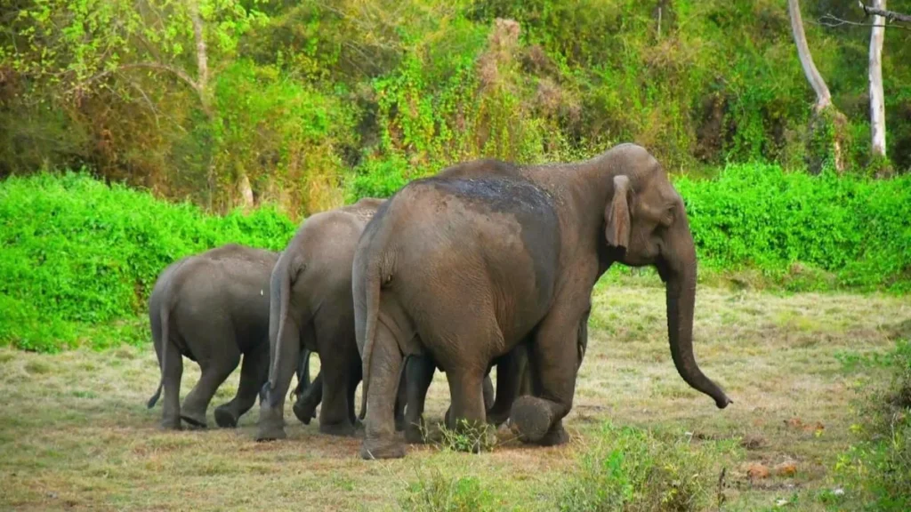Bhadra Tiger Reserve