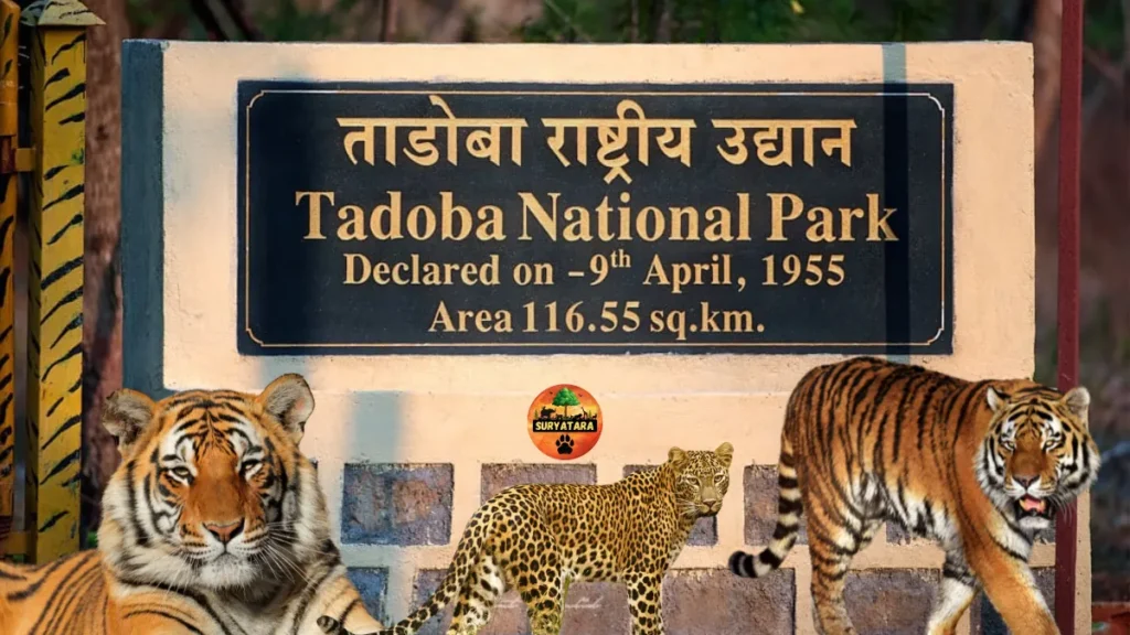 Tadoba Andhari Tiger Reserve