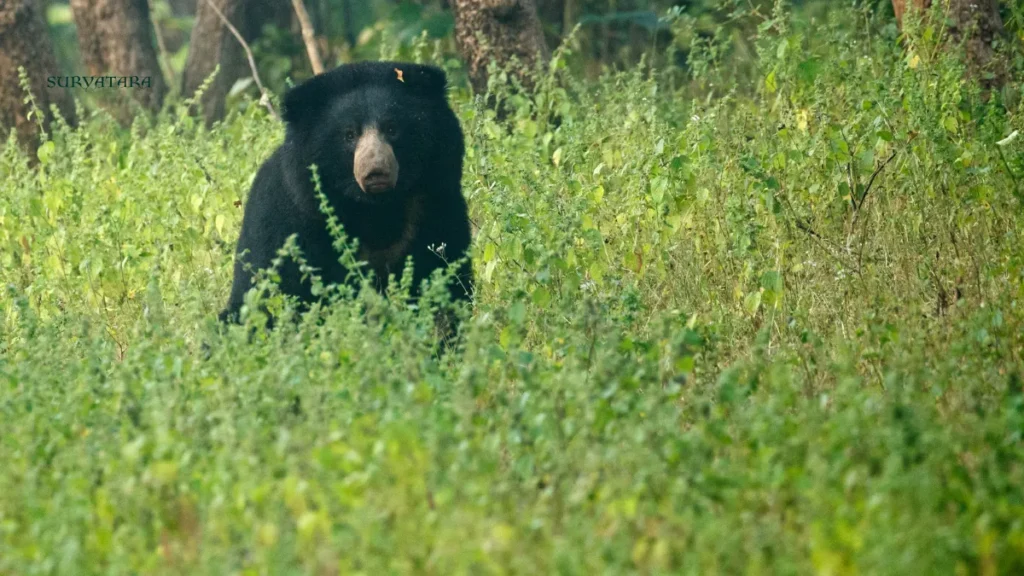 Tadoba Andhari Tiger Reserve