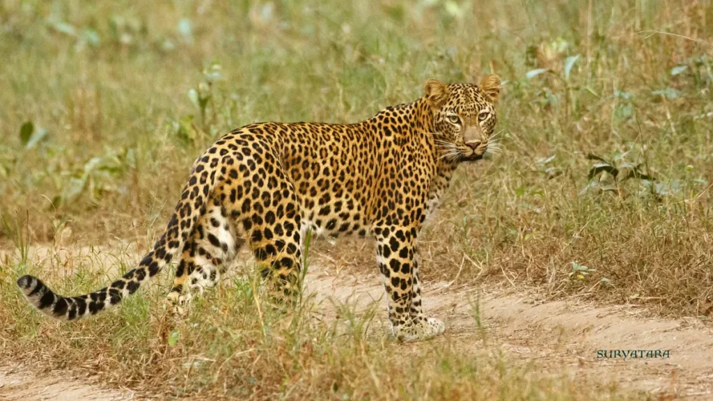 Tadoba Andhari Tiger Reserve