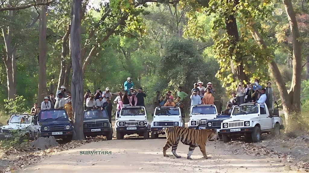 Bandhavgarh Tiger Reserve Ticket Price
