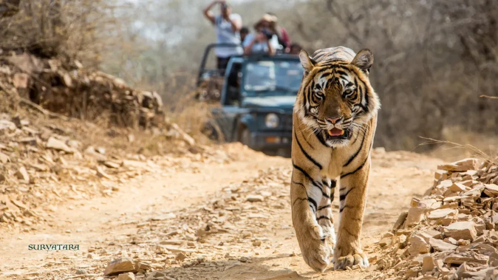 Bandhavgarh Tiger Reserve Ticket Price