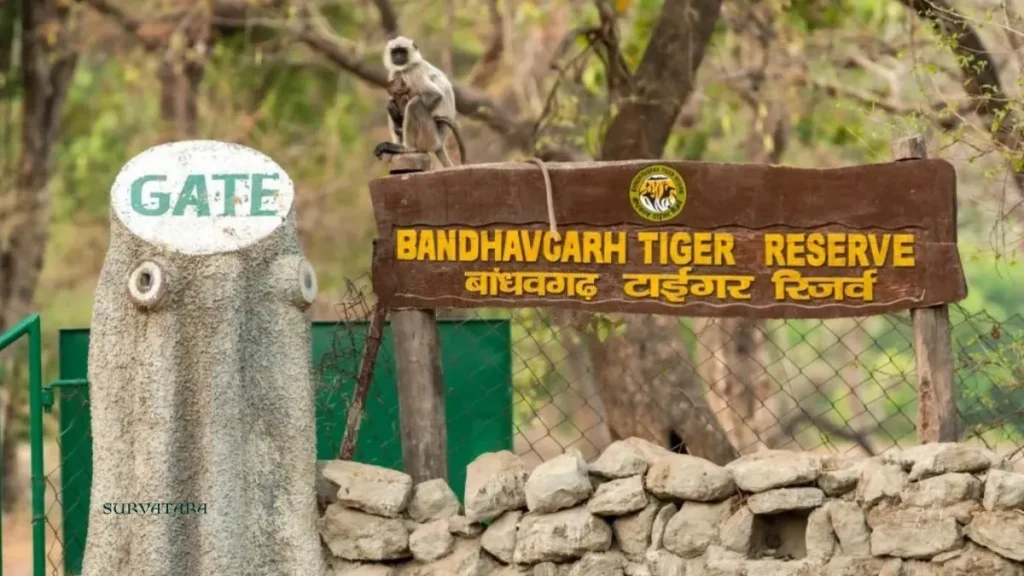 Bandhavgarh Tiger Reserve Ticket Price