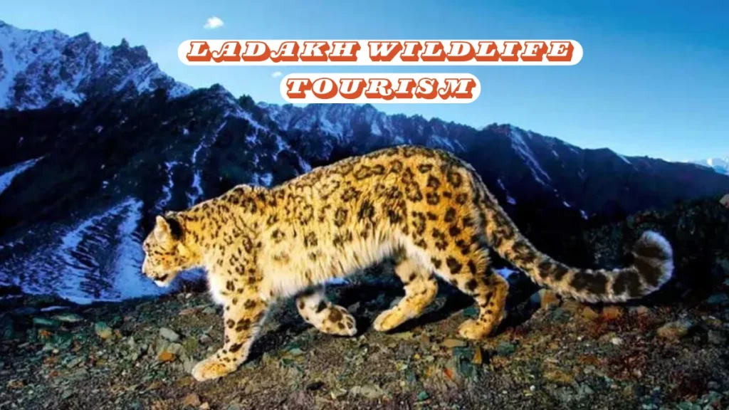 Ladakh Wildlife Tourism